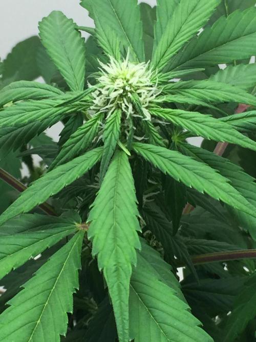 PAPAYA COOKIES AUTO. Week 6
