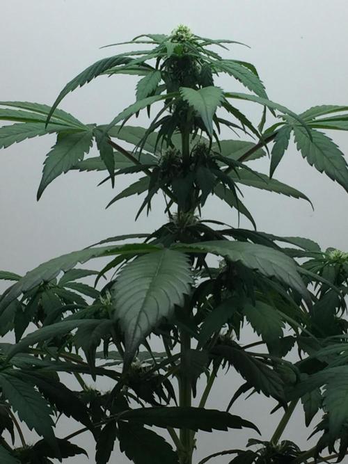 PAPAYA COOKIES AUTO. Week 6