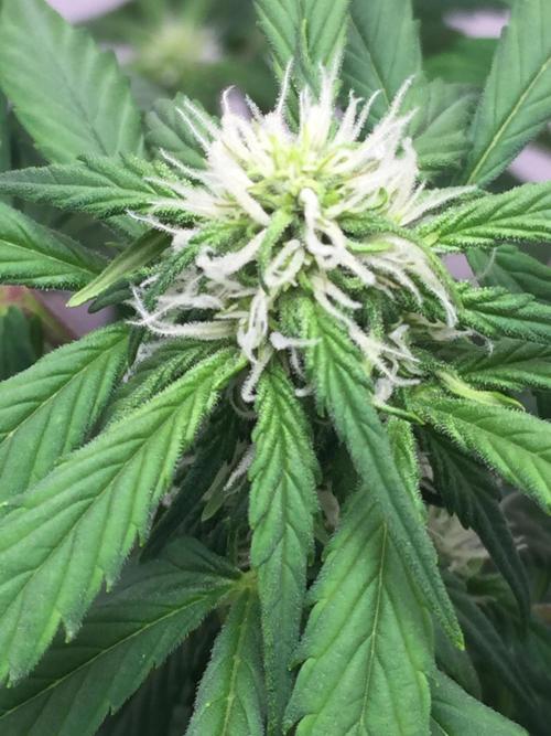 PAPAYA COOKIES AUTO. Week 6