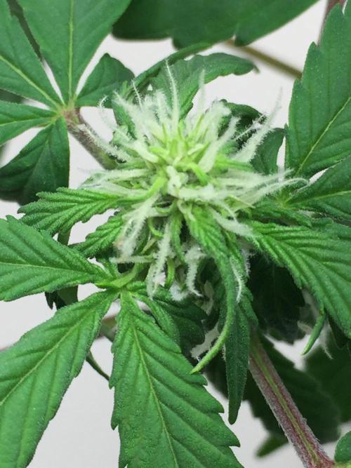 PAPAYA COOKIES AUTO. Week 6