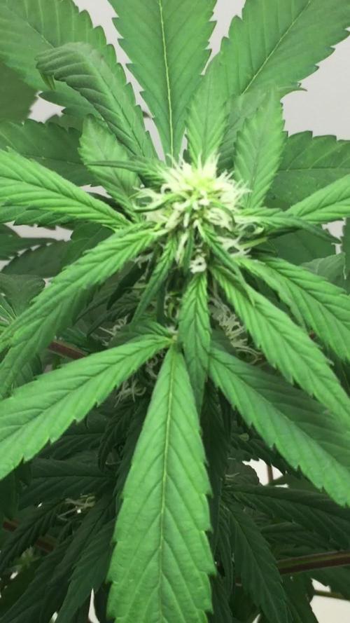 PAPAYA COOKIES AUTO