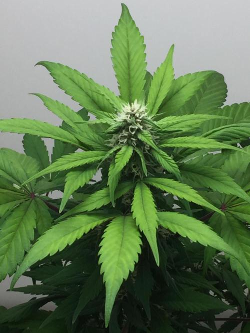PAPAYA COOKIES AUTO. Week 7