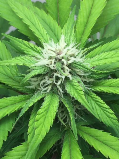 PAPAYA COOKIES AUTO. Week 7