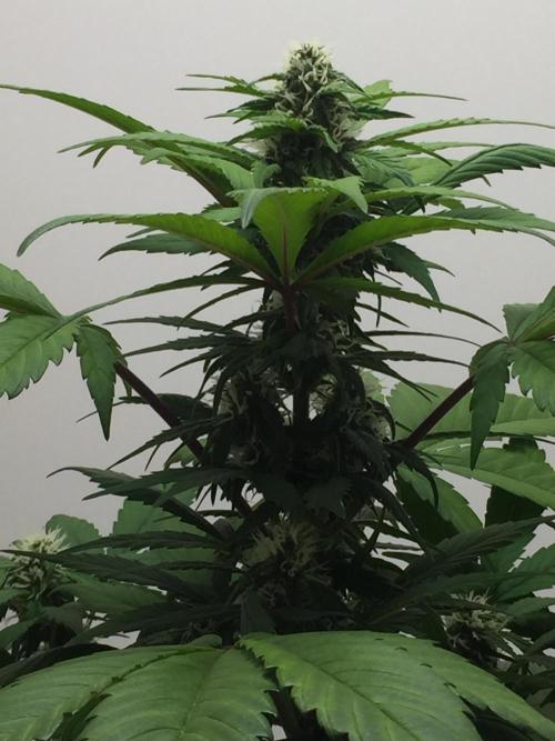 PAPAYA COOKIES AUTO. Week 7