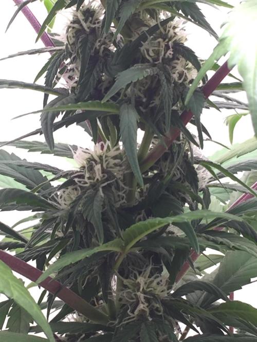 PAPAYA COOKIES AUTO. Week 7