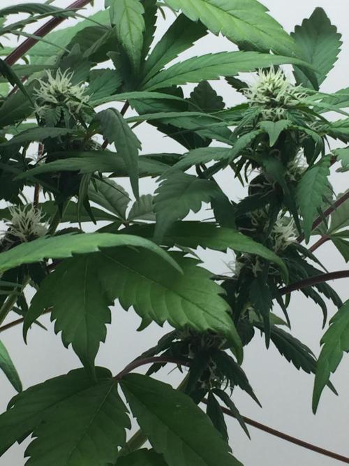 PAPAYA COOKIES AUTO. Week 7