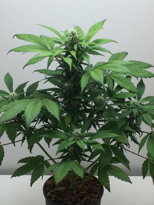 PAPAYA COOKIES AUTO. Week 7