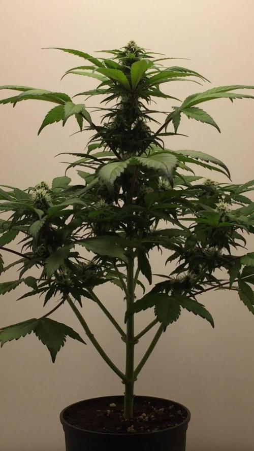 PAPAYA COOKIES AUTO