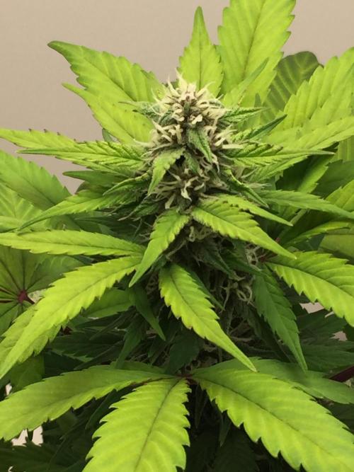 PAPAYA COOKIES AUTO. Week 8