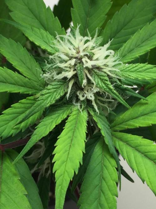 PAPAYA COOKIES AUTO. Week 8