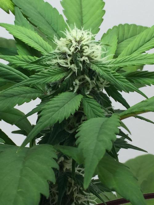 PAPAYA COOKIES AUTO. Week 8