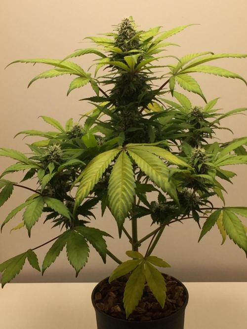 PAPAYA COOKIES AUTO. Week 8