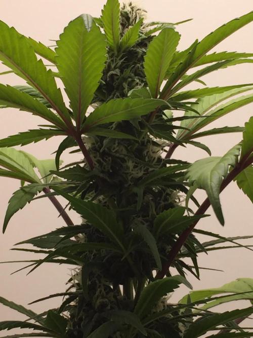 PAPAYA COOKIES AUTO. Week 8