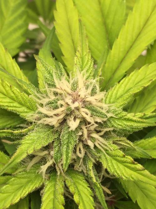 PAPAYA COOKIES AUTO. Week 8