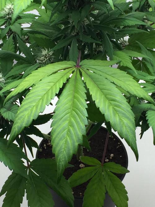PAPAYA COOKIES AUTO. Week 8