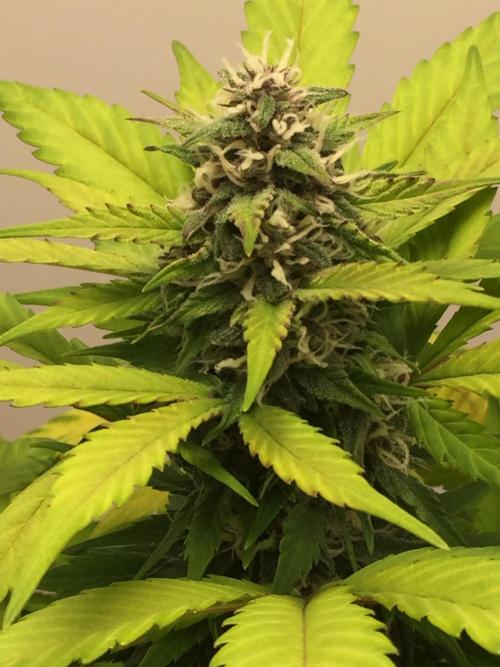 PAPAYA COOKIES AUTO. Week 8