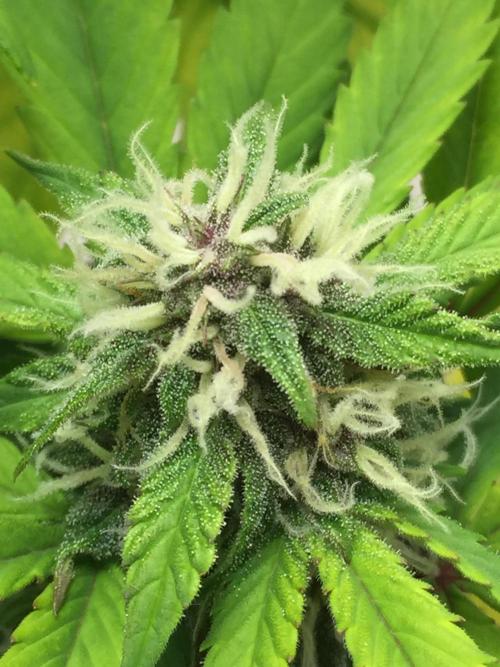PAPAYA COOKIES AUTO. Week 8