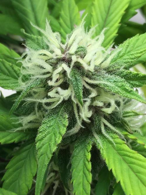 PAPAYA COOKIES AUTO. Week 8