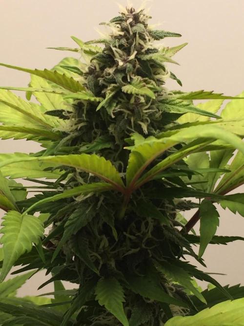 PAPAYA COOKIES AUTO. Week 8