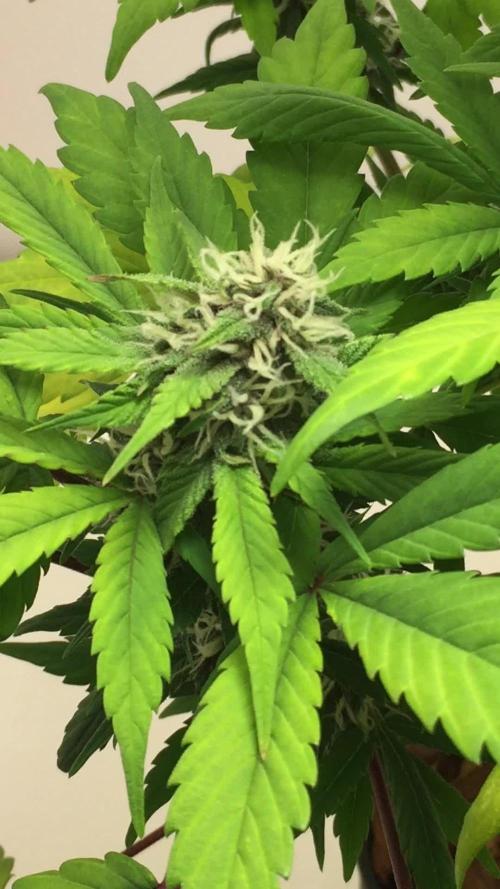PAPAYA COOKIES AUTO