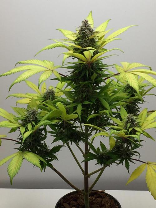 PAPAYA COOKIES AUTO. Week 9