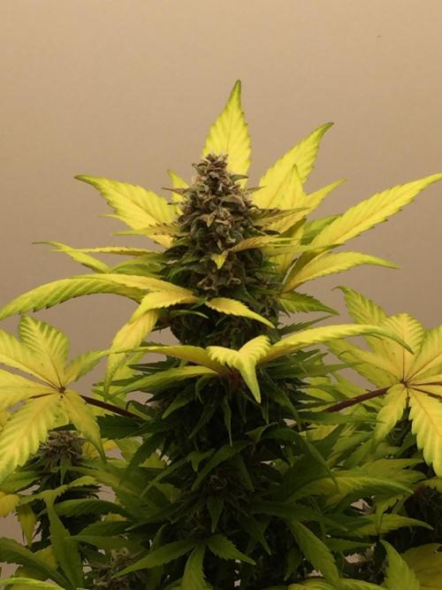 PAPAYA COOKIES AUTO. Week 9