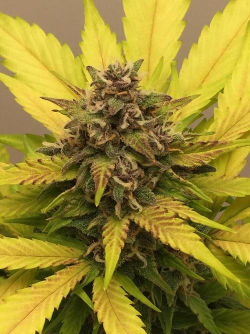 PAPAYA COOKIES AUTO. Week 9
