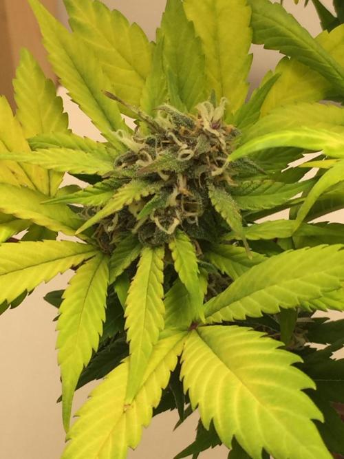 PAPAYA COOKIES AUTO. Week 9