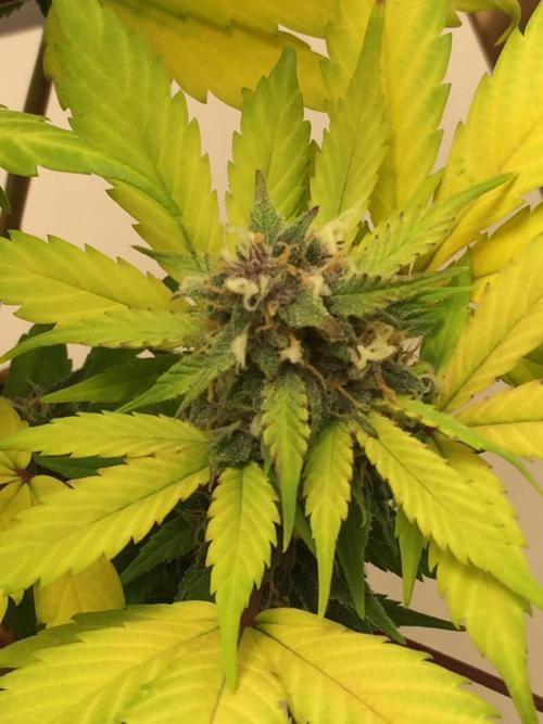 PAPAYA COOKIES AUTO. Week 9