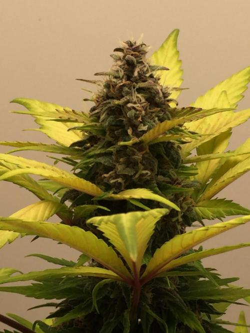 PAPAYA COOKIES AUTO. Week 9