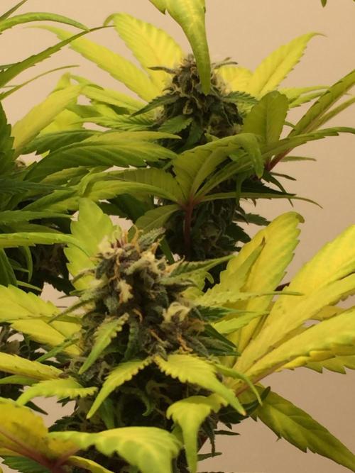 PAPAYA COOKIES AUTO. Week 9