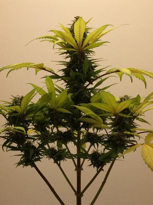 PAPAYA COOKIES AUTO. Week 9