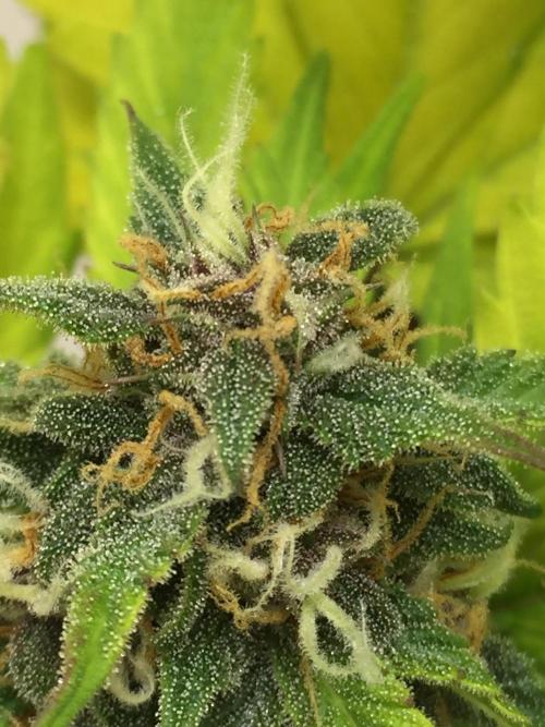 PAPAYA COOKIES AUTO. Week 9