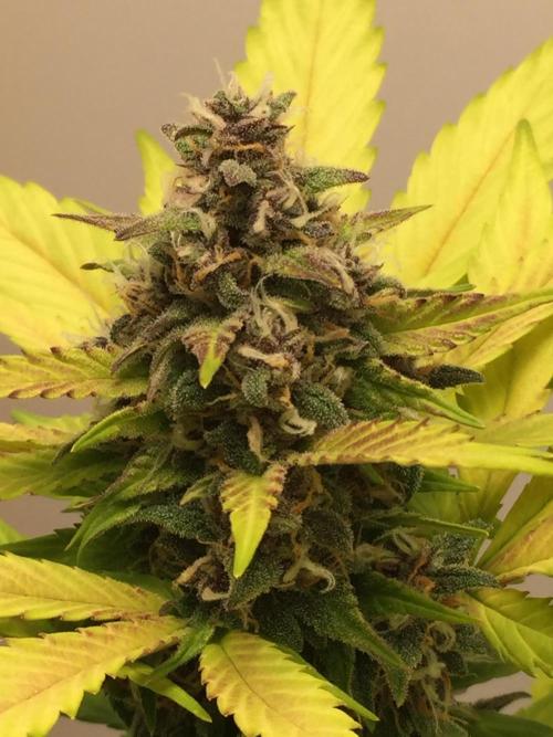 PAPAYA COOKIES AUTO. Week 9