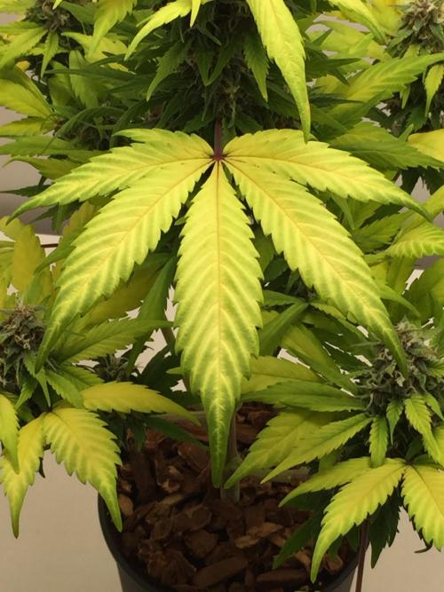 PAPAYA COOKIES AUTO. Week 9
