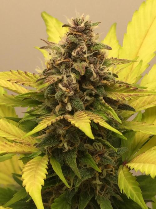 PAPAYA COOKIES AUTO. Week 9