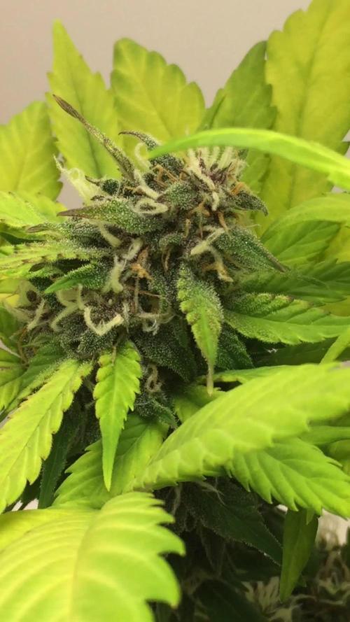 PAPAYA COOKIES AUTO