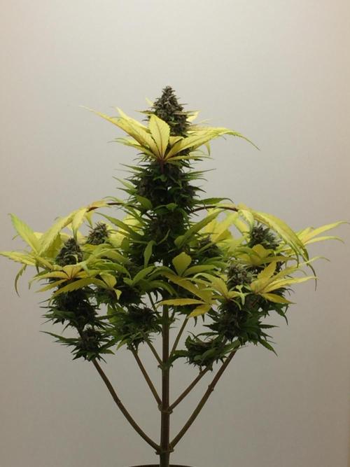 PAPAYA COOKIES AUTO. Week 10