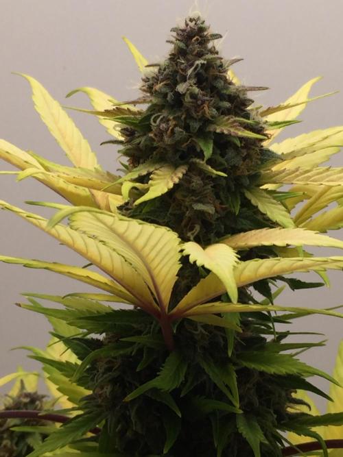 PAPAYA COOKIES AUTO. Week 10