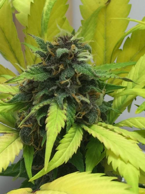PAPAYA COOKIES AUTO. Week 10
