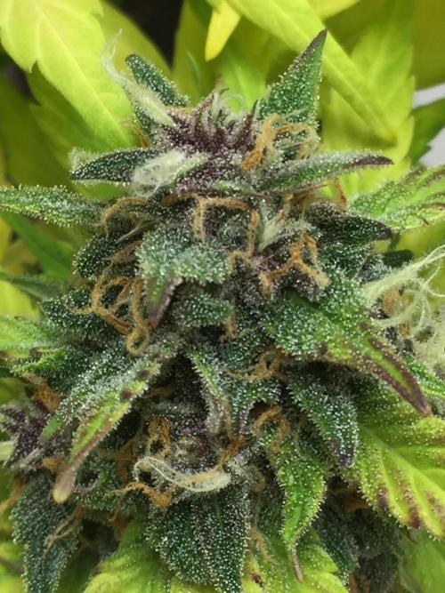 PAPAYA COOKIES AUTO. Week 10