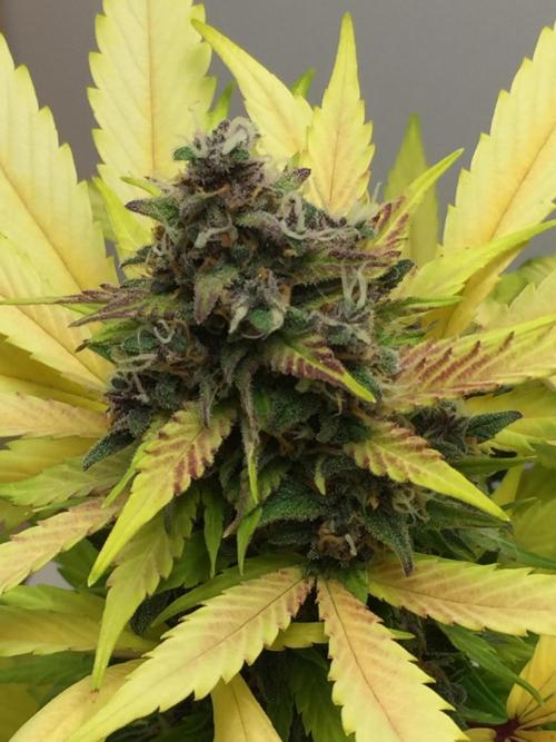 PAPAYA COOKIES AUTO. Week 10