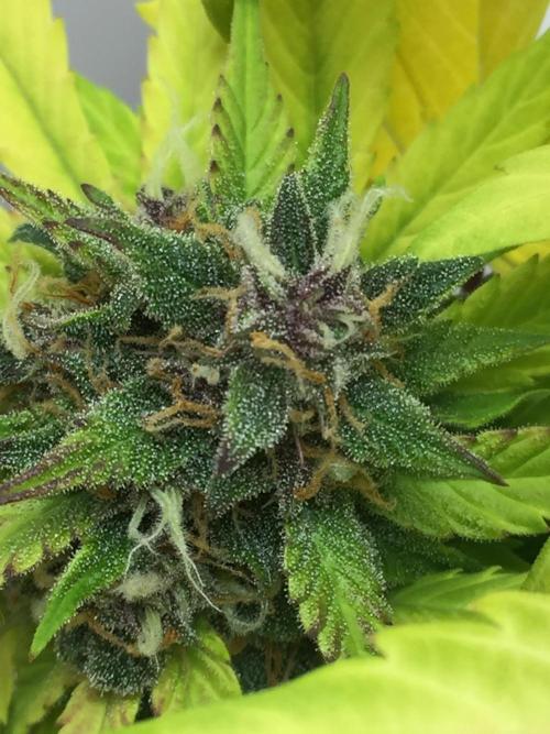 PAPAYA COOKIES AUTO. Week 10