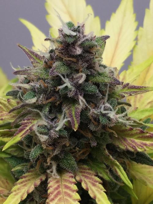PAPAYA COOKIES AUTO. Week 10