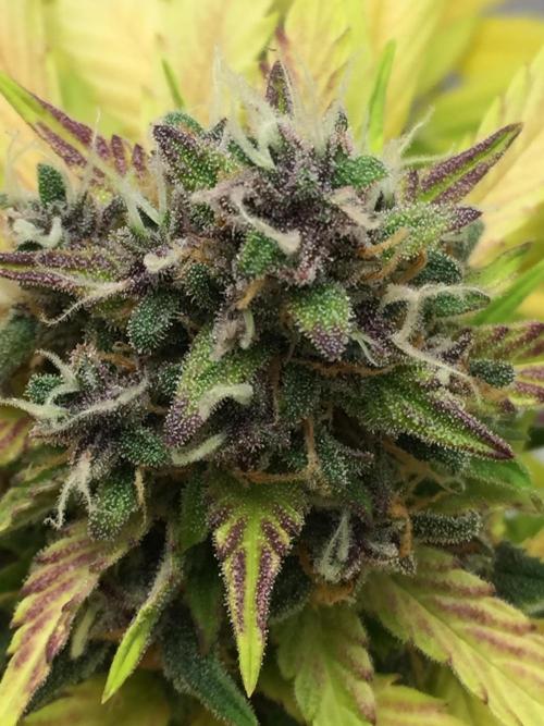 PAPAYA COOKIES AUTO. Week 10