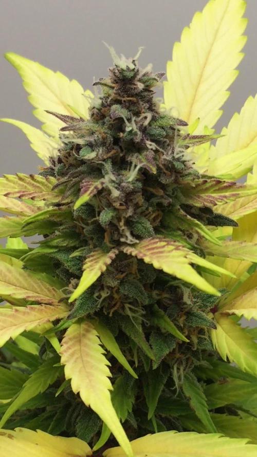 PAPAYA COOKIES AUTO