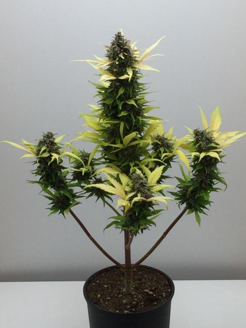 PAPAYA COOKIES AUTO. Week 11
