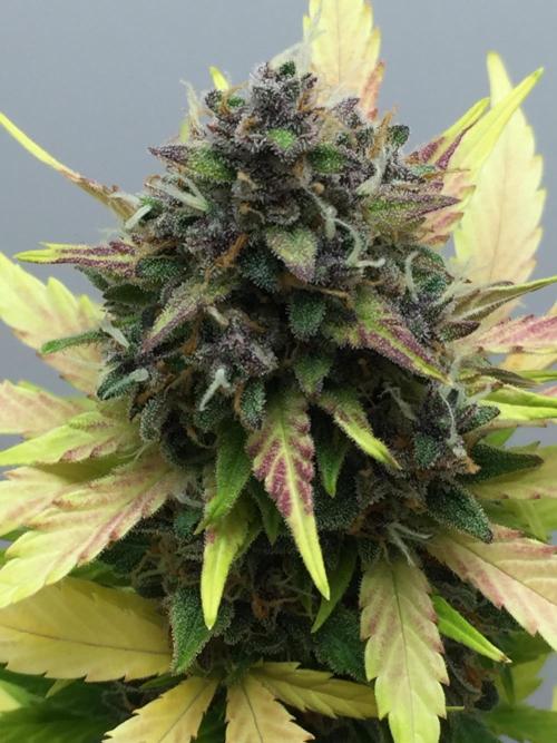 PAPAYA COOKIES AUTO. Week 11