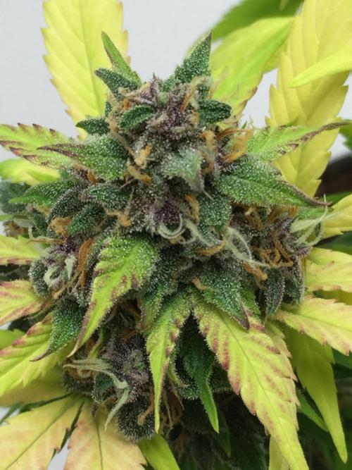 PAPAYA COOKIES AUTO. Week 11