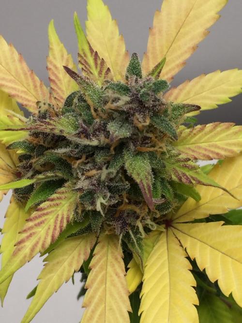 PAPAYA COOKIES AUTO. Week 11